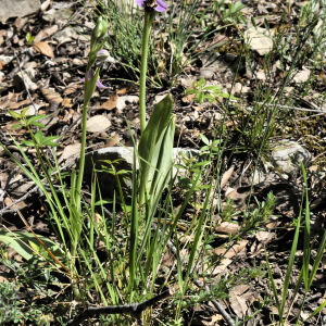 Photographie n°2397234 du taxon Ophrys apifera Huds. [1762]