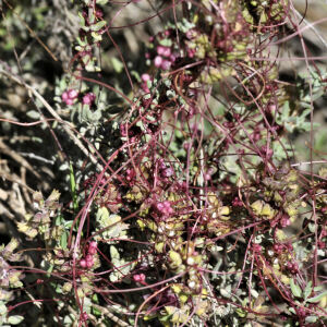 Photographie n°2397242 du taxon Cuscuta epithymum subsp. epithymum