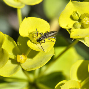 Photographie n°2397256 du taxon Euphorbia nicaeensis All. [1785]