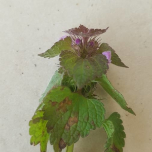 Photographie n°2397413 du taxon Lamium purpureum L. [1753]