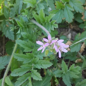 Photographie n°2397418 du taxon Erodium moschatum (L.) L'Hér. [1789]