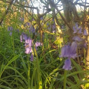 Photographie n°2397432 du taxon Hyacinthoides non-scripta (L.) Chouard ex Rothm. [1944]