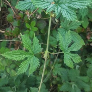 Photographie n°2397440 du taxon Humulus lupulus L. [1753]