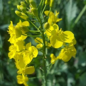 Photographie n°2397444 du taxon Brassica napus L. [1753]