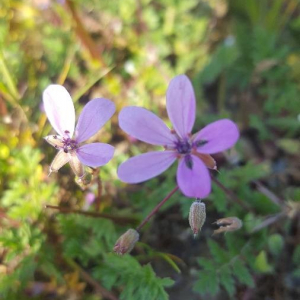 Photographie n°2397446 du taxon Erodium cicutarium (L.) L'Hér. [1789]