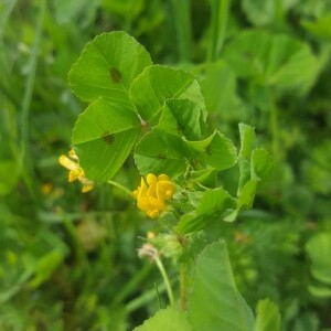 Photographie n°2397455 du taxon Medicago arabica (L.) Huds. [1762]