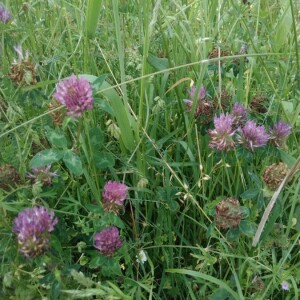 Photographie n°2397460 du taxon Trifolium pratense L. [1753]