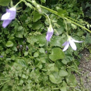 Photographie n°2397470 du taxon Campanula rapunculus L. [1753]