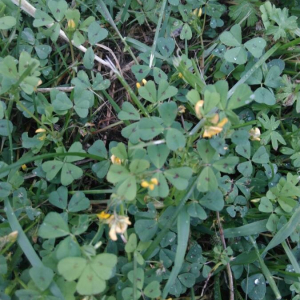 Photographie n°2397502 du taxon Medicago arabica (L.) Huds. [1762]