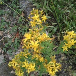Photographie n°2397507 du taxon Hypericum perforatum L. [1753]