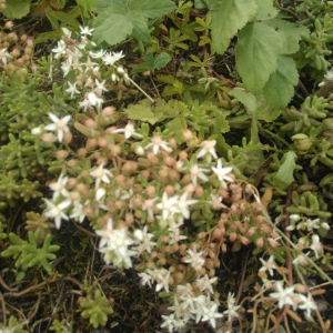 Photographie n°2397524 du taxon Sedum album L. [1753]