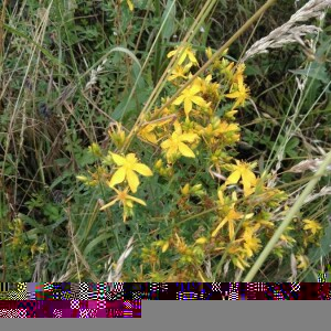 Photographie n°2397527 du taxon Hypericum perforatum L. [1753]