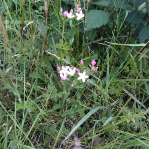 Photographie n°2397530 du taxon Centaurium erythraea Rafn [1800]