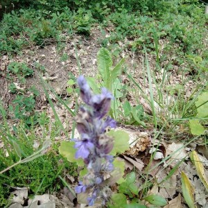 Photographie n°2397578 du taxon Ajuga reptans L. [1753]