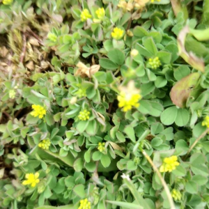 Photographie n°2397587 du taxon Medicago lupulina L. [1753]