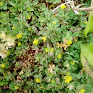 Photographie n°2397588 du taxon Medicago lupulina L. [1753]