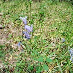 Photographie n°2397598 du taxon Hyacinthoides non-scripta (L.) Chouard ex Rothm. [1944]