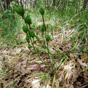 Photographie n°2397600 du taxon Hyacinthoides non-scripta (L.) Chouard ex Rothm. [1944]