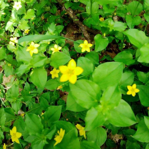 Photographie n°2397602 du taxon Lysimachia nemorum L. [1753]