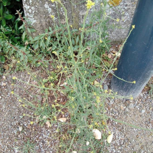 Photographie n°2397624 du taxon Sisymbrium officinale (L.) Scop. [1772]