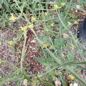 Photographie n°2397625 du taxon Sisymbrium officinale (L.) Scop. [1772]