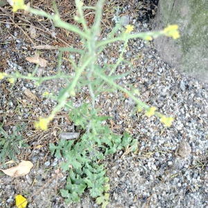 Photographie n°2397626 du taxon Sisymbrium officinale (L.) Scop. [1772]