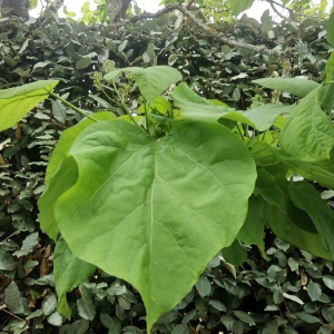 Photographie n°2397629 du taxon Catalpa bignonioides Walter [1788]