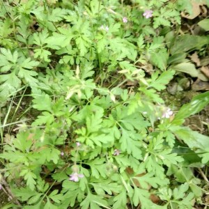 Photographie n°2397644 du taxon Geranium robertianum L. [1753]