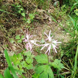 Photographie n°2397673 du taxon Dianthus superbus L. [1755]