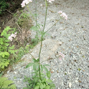 Photographie n°2397676 du taxon Origanum vulgare L. [1753]