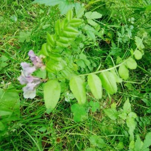 Photographie n°2397684 du taxon Vicia sativa L. [1753]