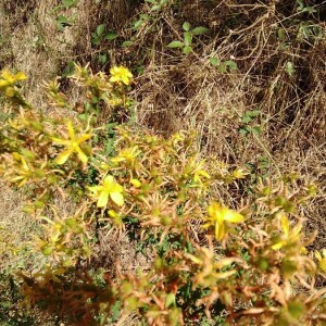 Photographie n°2397698 du taxon Hypericum perforatum L. [1753]