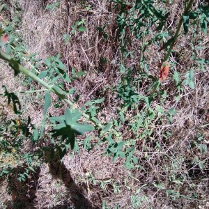 Photographie n°2397699 du taxon Hypericum perforatum L. [1753]