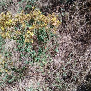 Photographie n°2397700 du taxon Hypericum perforatum L. [1753]