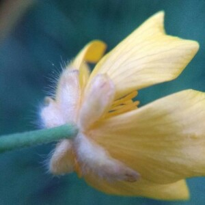 Photographie n°2397726 du taxon Ranunculus acris L. [1753]