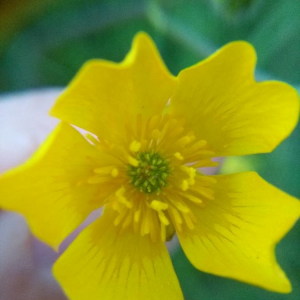Photographie n°2397727 du taxon Ranunculus acris L. [1753]