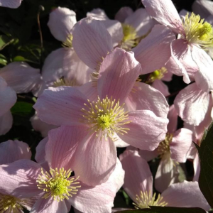 Photographie n°2397755 du taxon Clematis montana Buch.-Ham. ex DC. [1817]