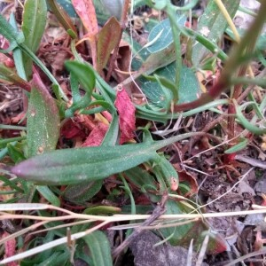 Photographie n°2397768 du taxon Rumex acetosella L. [1753]