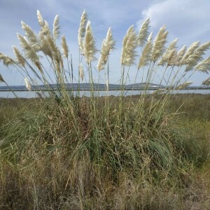 Photographie n°2397811 du taxon Cortaderia selloana (Schult. & Schult.f.) Asch. & Graebn.