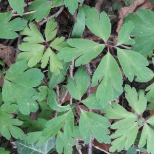 Photographie n°2398347 du taxon Anemone nemorosa L. [1753]