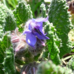 Photographie n°2398355 du taxon Borago officinalis L. [1753]