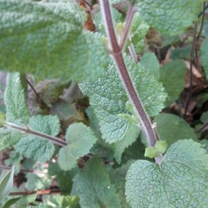 Photographie n°2398359 du taxon Teucrium scorodonia L. [1753]