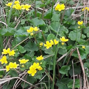 Photographie n°2398373 du taxon Caltha palustris L. [1753]