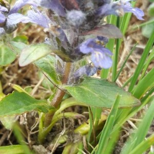 Photographie n°2398377 du taxon Ajuga reptans L. [1753]