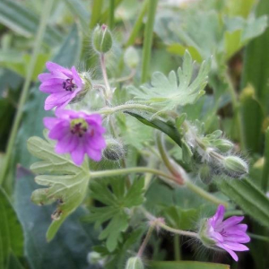 Photographie n°2398383 du taxon Geranium molle L. [1753]