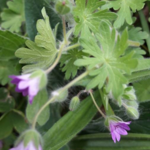 Photographie n°2398384 du taxon Geranium molle L. [1753]