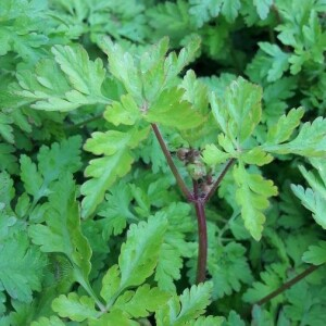 Photographie n°2398410 du taxon Geranium robertianum L. [1753]