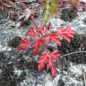 Photographie n°2398413 du taxon Geranium robertianum L. [1753]