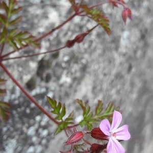 Photographie n°2398414 du taxon Geranium robertianum L. [1753]