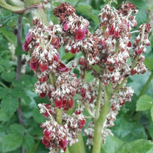 Photographie n°2398419 du taxon Rheum rhaponticum L. [1753]